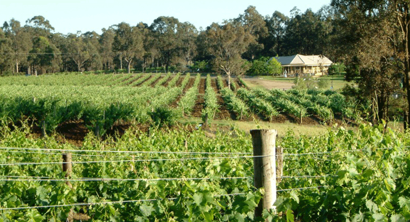 Mistletoe Winery Vineyard